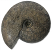 Pseudaptetoceras sp.
