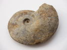 Pseudoshirbuinia oechslei
