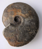 Pseudoshirbuirnia oechslei