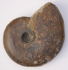Pseudoshirbuirnia stephani