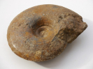 Pseudoshirbuirnia stephani