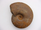 Pseudoshirbuirnia stephani