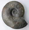Shirbuirnia gingensis
