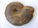 Shirbuirnia sp.