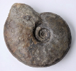 Witchellia sp. oder Sonninia sp.