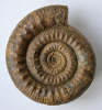 Skirroceras cf. macrum