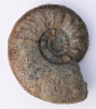 Sonninia (Euhoploceras) adicra