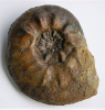 Sonninia (Euhoploceras) adicra