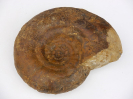 Sonninia adicra, pathologisch