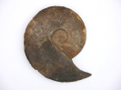 Sonninia carinodiscus