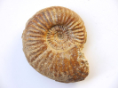 Sonninia corrugata