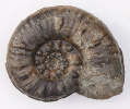Sonninia (Euhoploceras) acanthodes