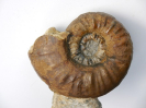 Sonninia (Euhoploceras) acanthodes