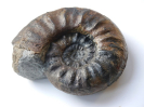 Sonninia (Euhoploceras) acanthodes