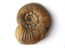 Sonninia (Euhoploceras) acanthodes
