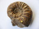 Sonninia (Euhoploceras) acanthodes