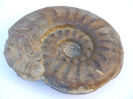 Sonninia (Euhoploceras) adicra - var. polyacantha