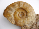 Sonninia (Euhoploceras) adicra