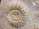 Sonninia (Euhoploceras) adicra