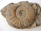 Sonninia (Euhoploceras) adicra