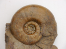Sonninia (Euhoploceras) adicra