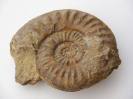 Sonninia (Euhoploceras) adicra