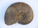 Sonninia (Euhoploceras) adicra, var. mayeri