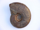 Sonninia (Euhoploceras) adicra, var. nenningensis
