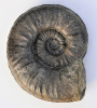 Sonninia (Euhoploceras) marginatum