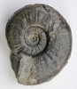 Sonninia (Euhoploceras) marginatum