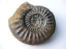 Sonninia (Euhoploceras) marginatum