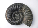 Sonninia (Euhoploceras) marginatum