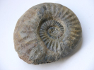 Sonninia (Euhoploceras) marginatum