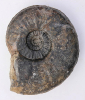 Sonninia (Euhoploceras) modestum var. contusa
