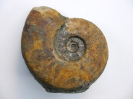 Sonninia (Euhoploceras) modestum