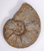 Sonninia (Euhoploceras) trigonata