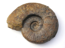 Sonninia (Euhoploceras) modestum