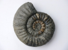 Sonninia (Euhoploceras) acanthodes