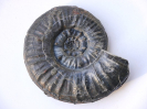 Sonninia (Euhoploceras) sp.