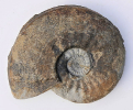 Sonninia patella