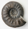 Sonninia polyacantha