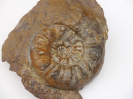 Sonninia propinquans