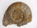 Sonninia propinquans