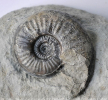 Sonninia sp.