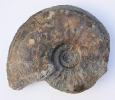 Sonninia sp.