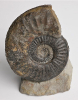 Sonninia (Euhoploceras) marginatum