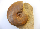 Sonninia sp.