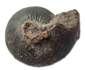 Sphaeroceras sp. oder Chondroceras sp.
