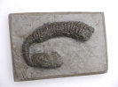 Spiroceras orbignyi