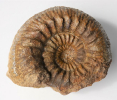 Stemmatoceras cf. subcoronatum